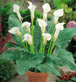 КАЛЛА Албомакулата Разбор 12/14 Кол-во упак., шт 2