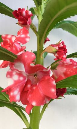 Бальзамин ТОМ САМБ ДВУХЦВЕТНЫЙ  Можно как горшечную культуру!