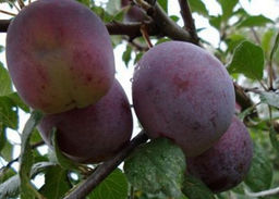 Слива Волгоградская домашняя (саженец с этикеткой) 1шт