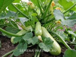 Кабачок Генри - Партнер фото 2