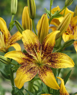 ЛИЛИЯ Голден Стоун Разбор 12/14 Кол-во упак., шт 5