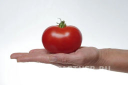 Томат Монгол Карлик - Партнер фото 4