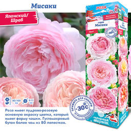 Роза Мисаки (Японский/Шраб) 1шт