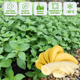 Мята Банановая