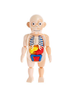 Набор для опытов Мое удивительное тело - Эврики фото 13