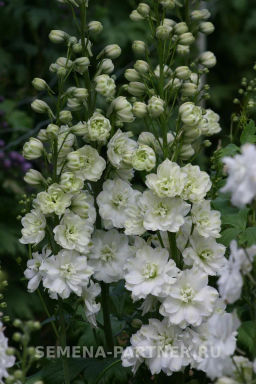 Дельфиниум Грин Твист - Партнер фото 6