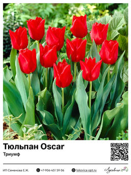Тюльпан Oscar (Триумф)
