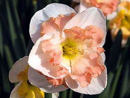 Нарцисс Pink Wonder (Пинк Уандер)