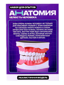Набор для опытов Анатомия, челюсть человека - Эврики фото 15