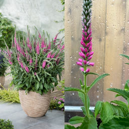 Вероника колосковая Анниверсари Нью Роуз - Долина роз фото 3