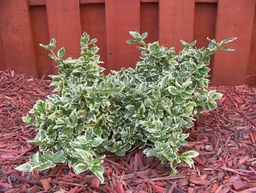 Бересклет Аргентео (7-10 см) - 1000корней фото 2