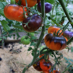 П20+Бьюти кинг - Tomatia фото 2