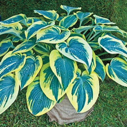 Хоста Фест Фрост (Первый морозец)