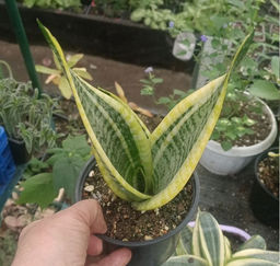 скрыт Сансевиерия Футура суперба Горшок 0,4 - 1000корней фото 7