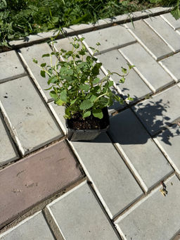 Котовник Фассена Кит Кэт