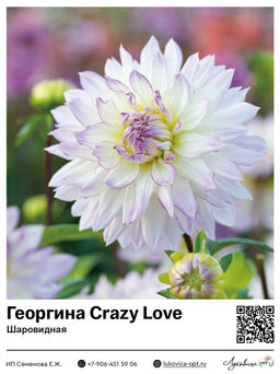 Георгина Crazy Love (Шаровидная)