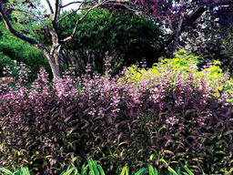 Пенстемон Дарк Тауэрс