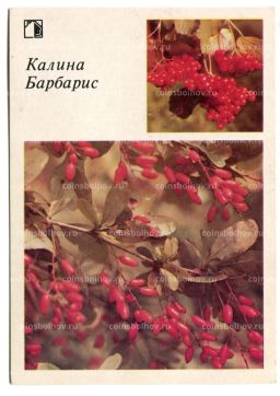 Открытка Калина.Барбарис