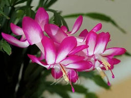 Декабрист (шлюмбергера) Дарк Ева (Dark Eva)