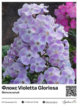 Флокс Violetta Gloriosa (Метельчатый)