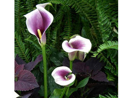 Калла Picasso (Пикассо) - Долина роз фото 4