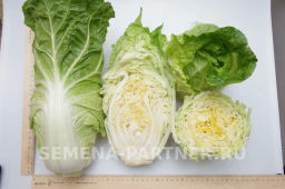 Капуста пекинская Нежность - Партнер фото 5