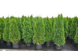Туя западная Смарагд С1,5