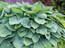 Хоста Т Рекс - Долина роз фото 4