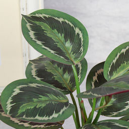 Цветочная композиция Калатея 27 см / SL-6 /уп 48/ - Галеонтрейд фото 11