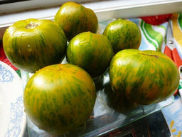 Помидоры Green Zebra  Зелёная Зебра