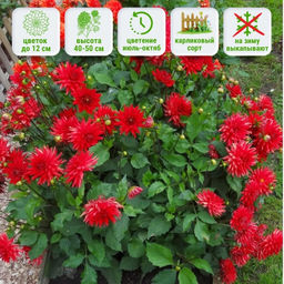 Георгина Ред Пигми бордюрная