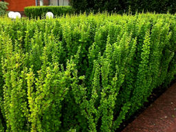 Барбарис зеленолистный - Долина роз фото 2