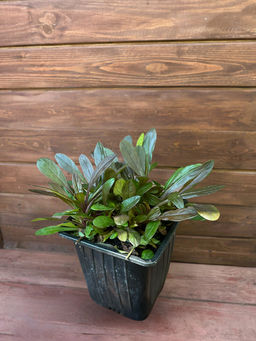 Живучка ползучая Чоклейт Чипс