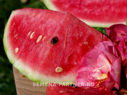 Арбуз Байсан - Партнер фото 4