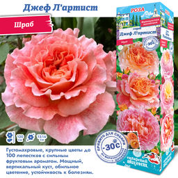 Роза Джеф Л Артист (Шраб) 1шт