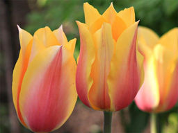 Тюльпан Long Lady (Лонг Леди)