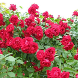 Роза Лев Толстой - Долина роз фото 2