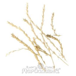 2 шт. Солянка холмовая (побеги)