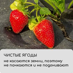Материал мульчирующий, с перфорацией, 10×1.6 м, плотность 80 г/м², спанбонд с УФ-стабилизатором, чёрный, Greengo, Эконом 30%