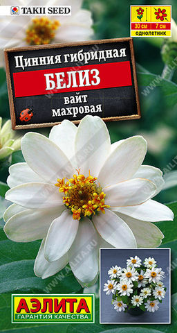Цинния Белиз вайт махровая (2028)