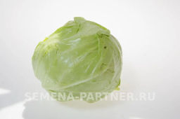 Капуста белокочанная ультраранняя Настя - Партнер фото 3