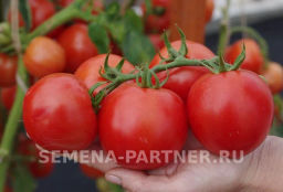 Томат Кристиан - Партнер фото 8