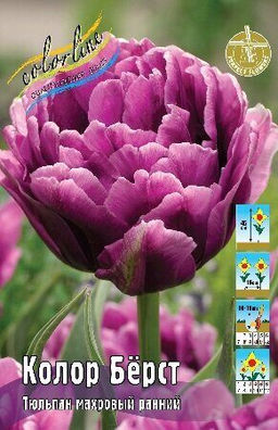 Тюльпан Колор Берст 11/12 7шт (Колорлайн)