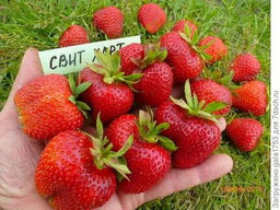 Цена за 4 шт. Земляника садовая Свит Харт (Р9)