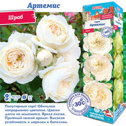 Роза Артемис (Шраб) 1шт