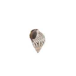 Blumentag / Zlatka DRF-010 Ракушки морские 100 г  5 г 2.5 см Nassa Pussata Asstd