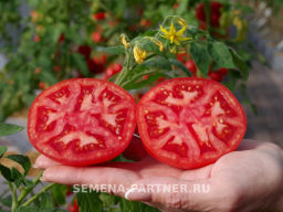 Томат Фэт Боб - Партнер фото 6