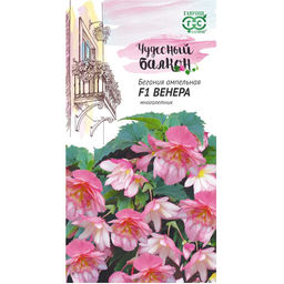 Венера ампельная бегония 4шт (г)