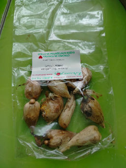 Фрезия "Волшебная смесь" (10шт)