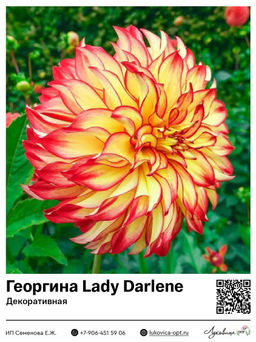 Георгина Lady Darlene (Декоративная)